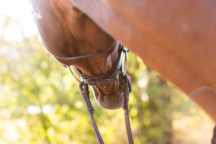 Noland Schooling Hunter Bridle